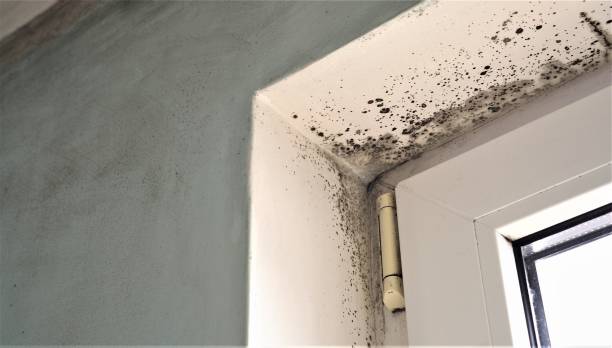  Slippery Rock, PA Mold Removal Pros