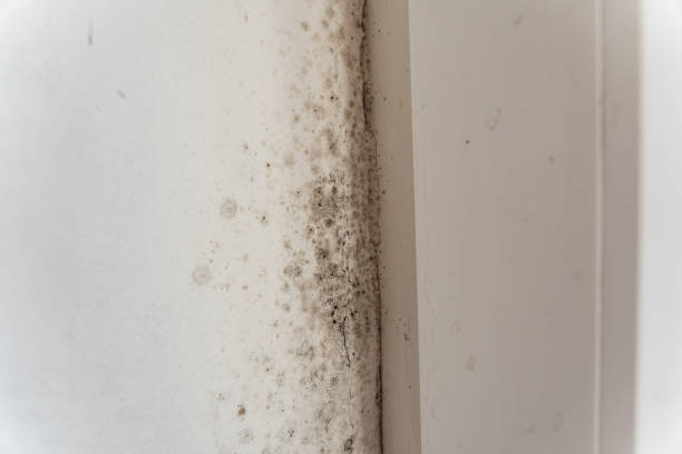 Best Air Quality Testing for Mold Spores  in Slippery Rock, PA